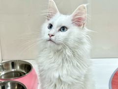 -青奢宠物·青奢猫舍