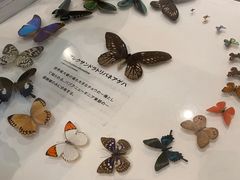 -大阪市立自然史博物馆
