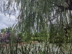 -九科绿洲
