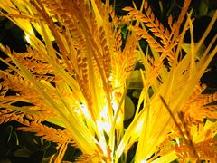 -中央广播电视总台(光华路办公区)