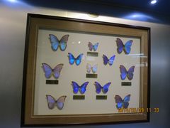 IMG_2883-上海昆虫博物馆
