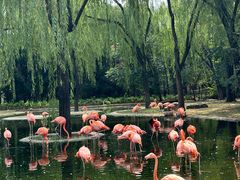 -石家庄市动物园