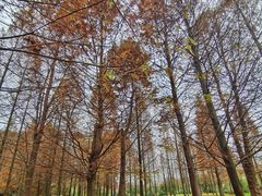-花溪公园