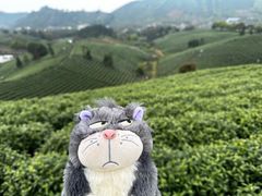 -白茶原·一片叶子