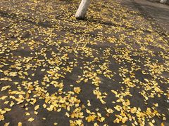 -高庙村(地铁站)