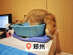 -康旭宠物医院(郑州总院)