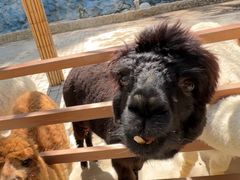 -栾川竹海野生动物园