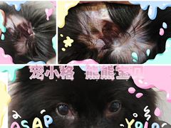 -宠小格时尚宠物生活馆(唐镇店)