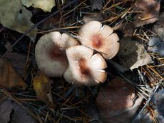 -峡谷浮石林景区