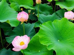 -荷塘月色湿地公园·向阳花洲