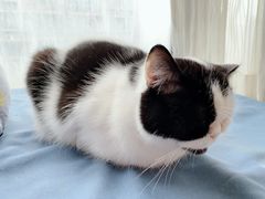 -猫咖时代(中山亭店)