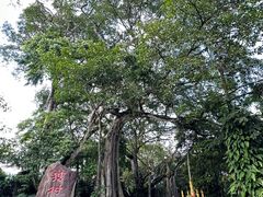 -瑞丽独树成林风景区