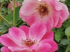 -人民公园(罗湖区)