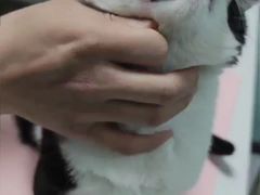 -嘉馨宠物医院·CT影像转诊·心脏科·犬猫全科诊疗中心(下沙大学城院区)