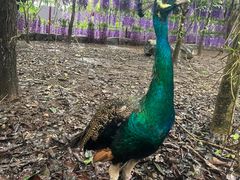 -瑞丽独树成林风景区