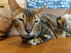 -MOCHA明星猫咖(田子坊店)