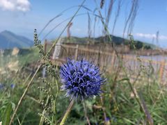 -白草畔自然风景区
