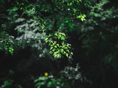 -叠溪松坪沟景区