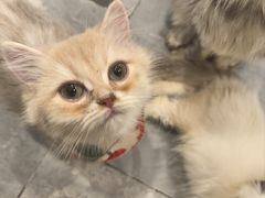 -楼上猫咖(罗湖店)