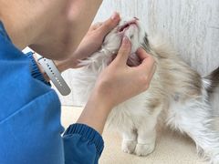 -爱派特动物医院·全科诊疗中心