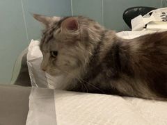 -纳吉亚猫专科动物医院·北北分院