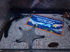 -暹罗海洋世界