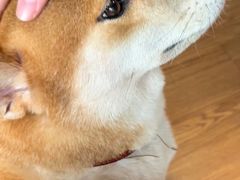 -柴犬高等学院·狗咖·柴犬售卖·宠物训练