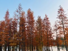 -白鹭湾湿地公园