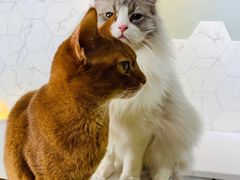 -猫房·猫吧·猫咖(龙湖时代汇店)