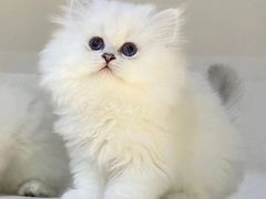-lincat·猫舍(广州店)
