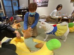 -逗柴咖啡屋·狗咖猫咖宠物桌游