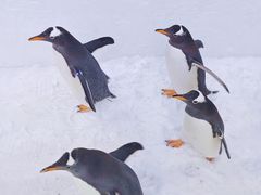 -广州热雪奇迹