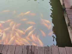 -枫香湖儿童公园