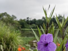 -桤木河湿地公园
