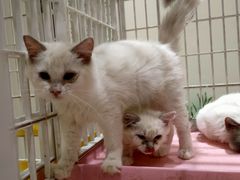 -藏猫猫咖啡主题馆(中央大道店)