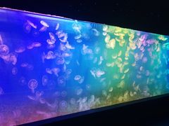 -左海海底世界