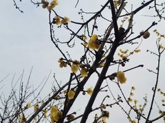 -香雪海