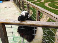 -前小桔亲子创意农场·草莓采摘·露营烧烤