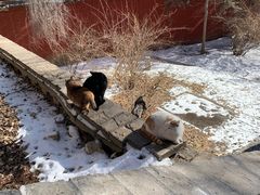 -五台山风景名胜区