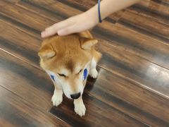 -豆柴町-柴犬主题狗咖(红鼎国际C座店)