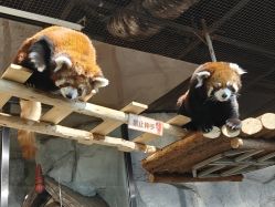 -Zoolung Zoolung动物主题公园(海信广场店)