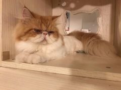 -Cappucimeow猫咪咖啡馆(韦伯时代店)