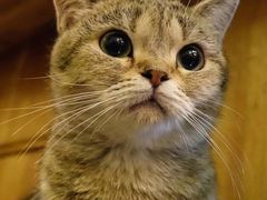-猫色咖啡·猫咖