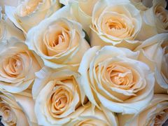 -亭亭鲜花店(中山北路店)