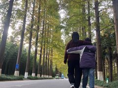 -黄海国家森林公园