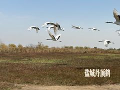 -盐城丹顶鹤湿地生态旅游区