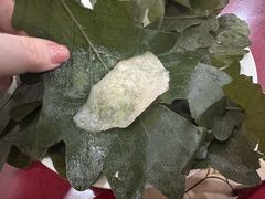 -山海关浑锅(秦皇岛首店)