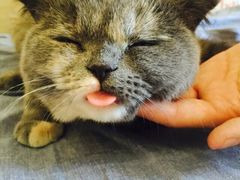 iphone_upload_pic-中农大我爱我爱24h动物医院·中医针灸·猫专科·骨科医疗中心(双井店)