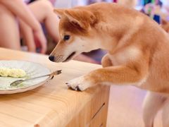 -豆柴町-柴犬主题狗咖(红鼎国际C座店)