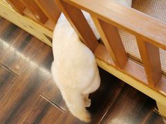 -豆柴町-柴犬主题狗咖(红鼎国际C座店)